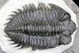 Coltraneia Trilobite Fossil - Huge Faceted Eyes #146573-2